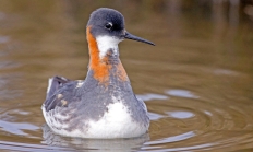 Red-necked phalarope male