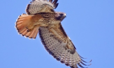 Red-tailed hawk