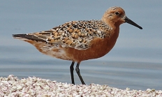 Red knot