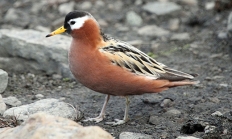 Red phalarope