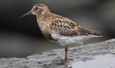 Rock sandpiper