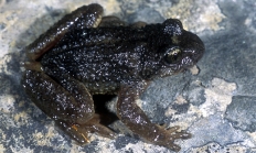 Rocky Mountain tailed frog
