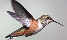 Rufous hummingbird