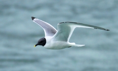 Sabine's gull