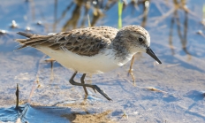 Semipalmated sandpiper