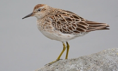 Sharp-tailed sandpiper