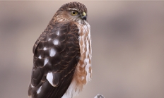 Sharp-shinned hawk