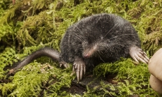 Shrew mole
