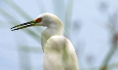 Snowy egret