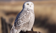 Snowy owl