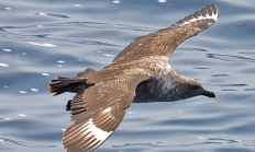 South polar skua