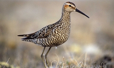 Stilt sandpiper