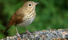 Swainson's thrush