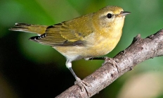 Tennessee warbler