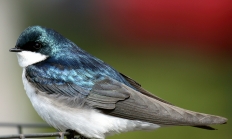 tree_swallow_ganskopp.jpg Tree swallow