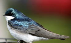 Tree swallow