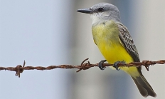 Tropical kingbird