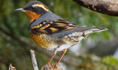 Varied thrush