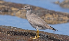 Wandering tattler