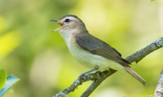 Warbling vireo