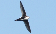 White-throated swift