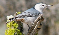 White_breasted nuthatch