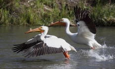 White pelicans. 