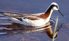 Wilson's phalarope