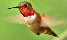 Stop action of a hummingbird in flight