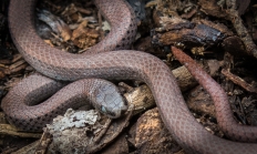 Sharptail snake
