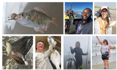 surf perch collage
