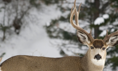 Buck deer with large rack looking straight into camera