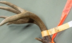 Tagged antler