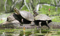 060319_two_western_pond_turtles_ wray_odfw.jpg