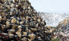 1231_mussels_groth.jpg