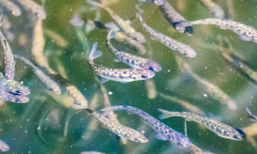 Gardiner Reedsport Winchester Bay STEP visit 4-18-25 Swingle ODFW-44.jpg