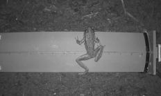frog using crossing.jpg
