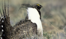 greater_sage_grouse_gary_kramer.jpg