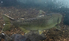 3466_chinook_under_water_pete_baki_odfw