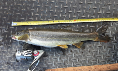 A pikeminnow lays flat on a metal background next to a measuring tape and fishing rod. 
