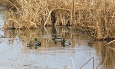 mallard ducks waterfowl