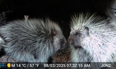 Porcupine 2025 ODFW Photo 11