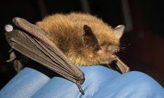 Perched Yuma myotis_hero_USGS.jpg