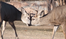 Sparring Bucks