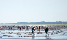 clatsop_beach_matthew_hunter_odfw.jpg
