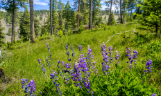 Copyright David Jensen RMEF, Purple lupines flower at Beaver Creek Qapqapa Oregon, near La Grande, 2025. 