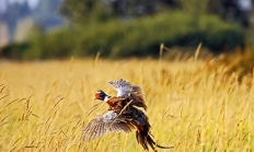 8558_fern_ridge_pheasant_hunt_2013_odfw