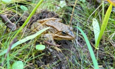 Cascade Frog_whaleback wet meadow_Sept 2024b.JPG