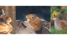 A three photo collage of the 2025 winning stamp art. 