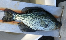 black crappie